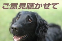 dogのコピー.jpg
